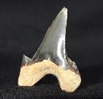 Cretalamna borealis (PRIEM 1897) - Bild &copy; FossNet FossilienStore